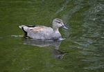 Gadwall