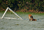 Red Fox