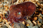 Sepiola atlantica