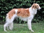 YEVGENIJA T. B. (Zoiboys Eclipse of the Heart x Wera Tsar Borzois)