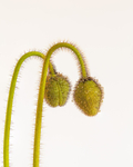 Iceland Poppy2
