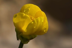 Buttercup