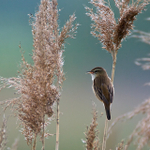 Singing Sedge Warbler on reed