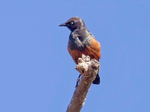 Chestnut Bellied Starling
