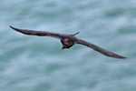 Raven portfolio