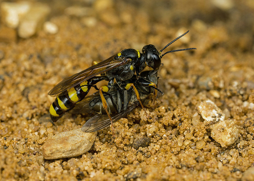 A female [i]Mellinus arvensis[/i] digger wasp with captured dipteran prey. A Warwickshire garden, August 2013.