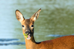 Doe