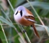 Bearded Tit