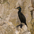 Shag on a cliff ledge at Durlston