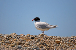 Mediterranean Gull