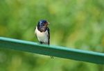 Swallow