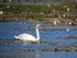 Mute Swan
