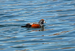 Harlequin Duck