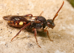 hirtipes female_03