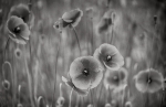 Poppies