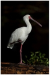African Spoonbill