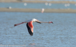 Flamant rose en vol