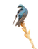 TREE-SWALLOW-IN-RAIN