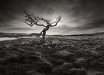 Knarled Tree