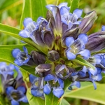 Cross Gentian (Gentiana cruciata)