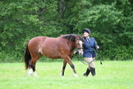 Class 14B Prettiest Mare portfolio