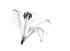 lily 1