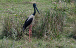 Black-necked Stork