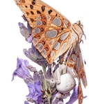 crab spider (Misumena vatia) with prey - Queen of Spain Fritillary ((Issoria lathonia) on lavender. MYN