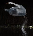 Wildlife at Night portfolio