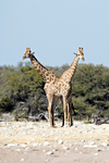 Giraffe (Angolan)