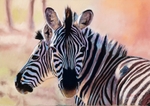 Zebras