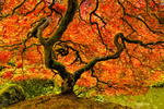 Portland Japanese Maple