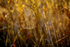 spider web-3155