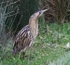 Bittern