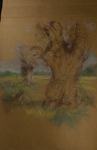 the Duel /or noble tree trunks in Richmond PARK