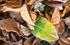 Churchyard leaves and new shoot, Rewe