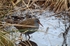 Water Rail