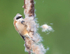 Male Penduline Tit