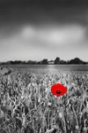 Corn Poppy - Suffolk