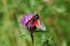 Six-Spot Burnet