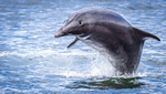 Chanory point, Bottle nose dolphins