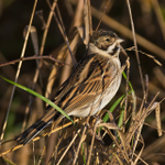 Reed Bunting