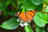 Autumn Leaf Butterfly