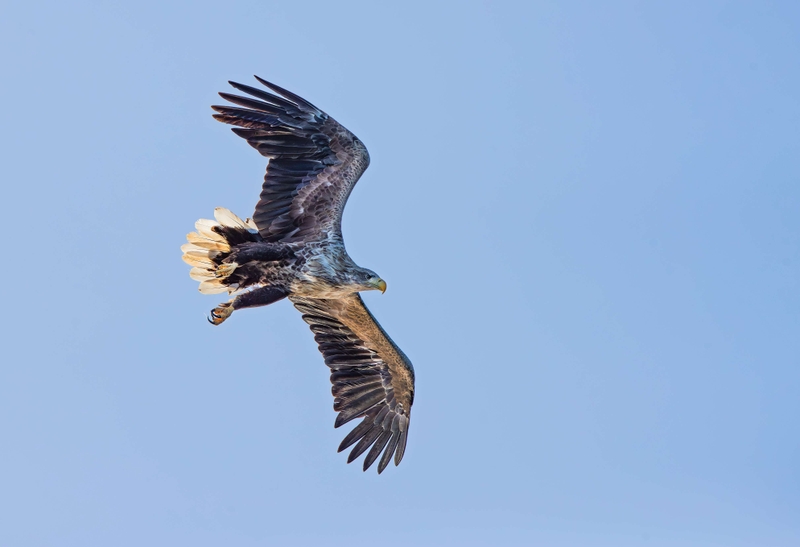 White Tailed Eagle - Isle of Mull - Scotland