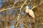 Roseate Spoonbill (juvenile), Gatorland, Florida