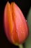 Flower - 1645