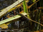 Grass Snake