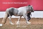 BPP_1260