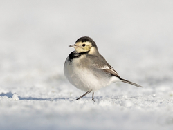 Meadows, Fields and Open spaces portfolio