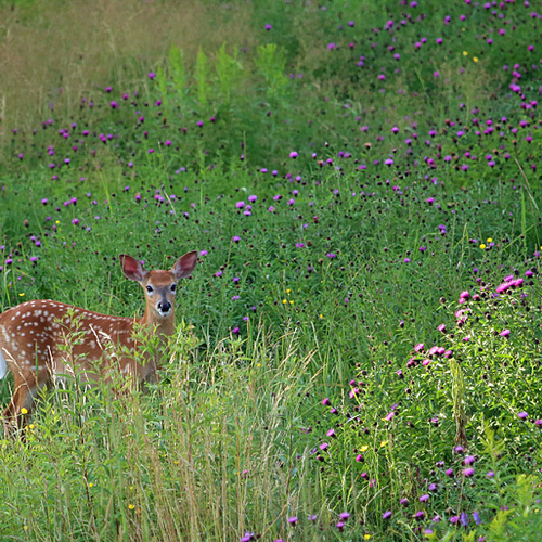 White-tailed fawn is seen passing through a meadow